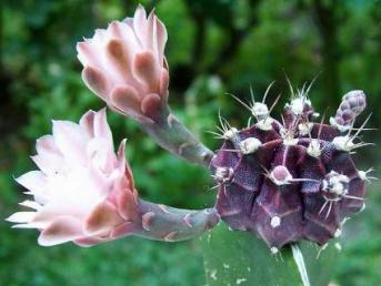 Gymnocalycium _mihanovichii 